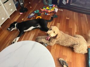 Pawsitive Vibes dog training NH Sonny and Tova