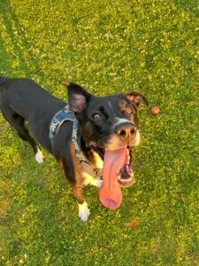 Pawsitive Vibes dog training NH Sonny
