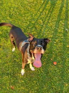 Pawsitive Vibes dog training NH Sonny