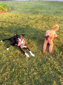 Pawsitive Vibes dog training NH Sonny and Tova